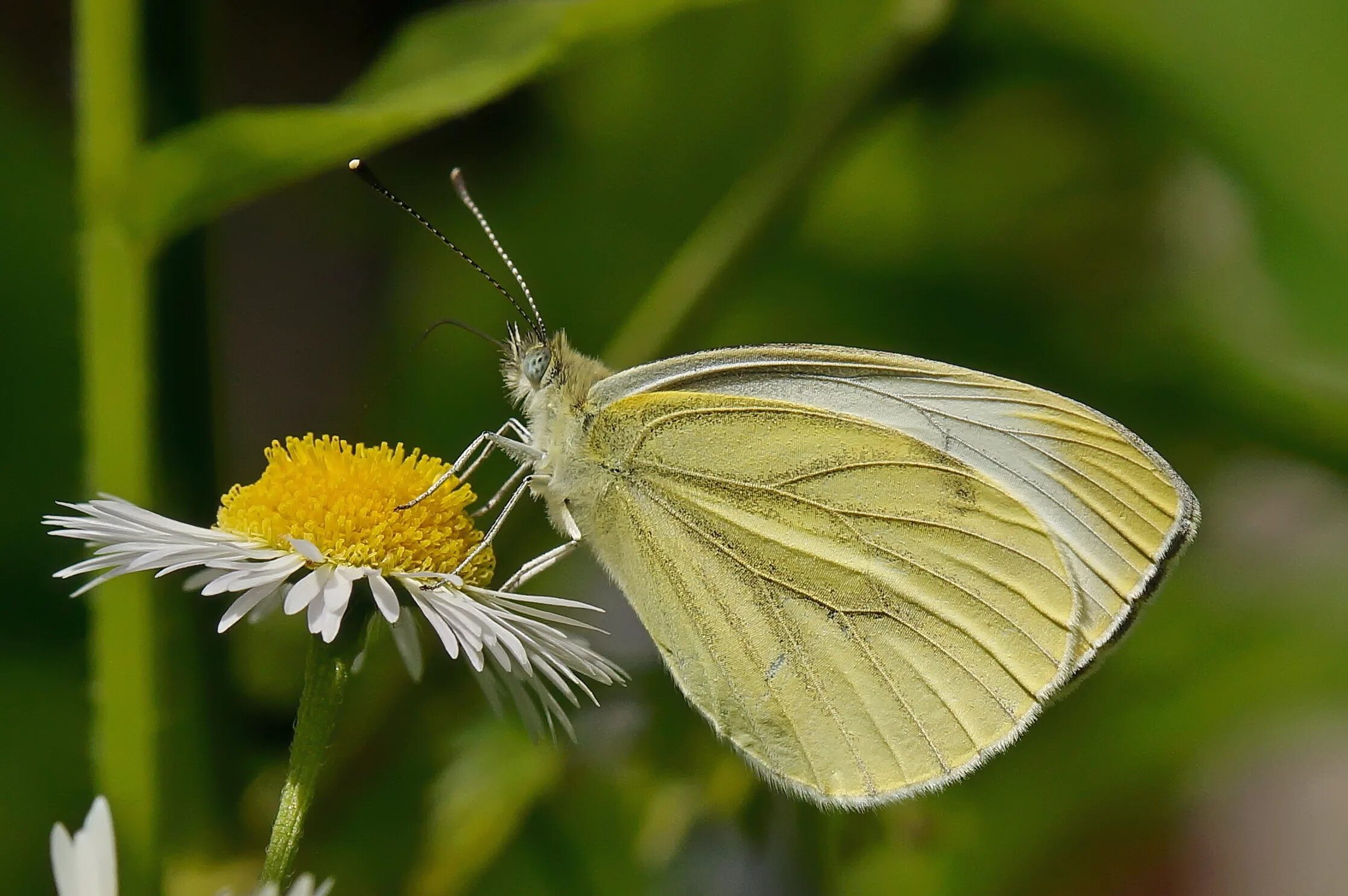 Бабочка Белянка капустница. Капустница Белянка. Капустница (Pieris brassicae). Капустная Белянка (капустница).