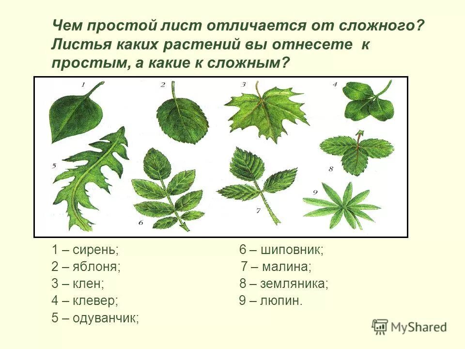 Страница и лист отличие. Простые и сложные листья. Растения со сложными листьями. Простой и сложный шист. Названия сложных листьев.