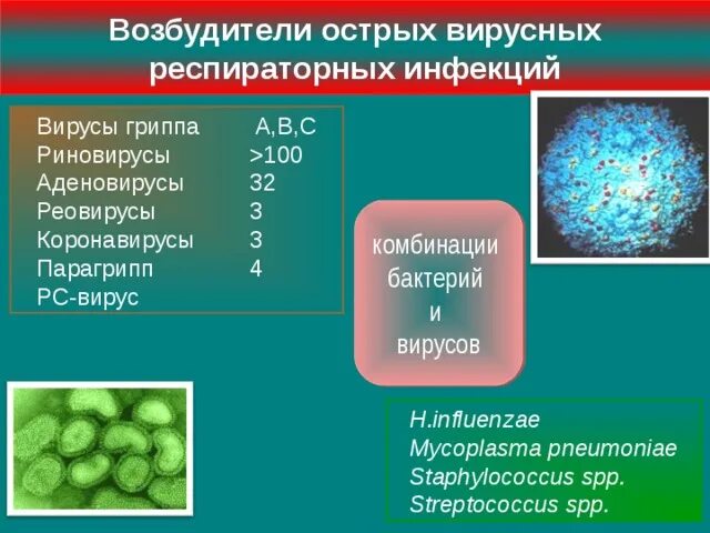 Парагрипп 4 типа. Парагрипп 4 типа