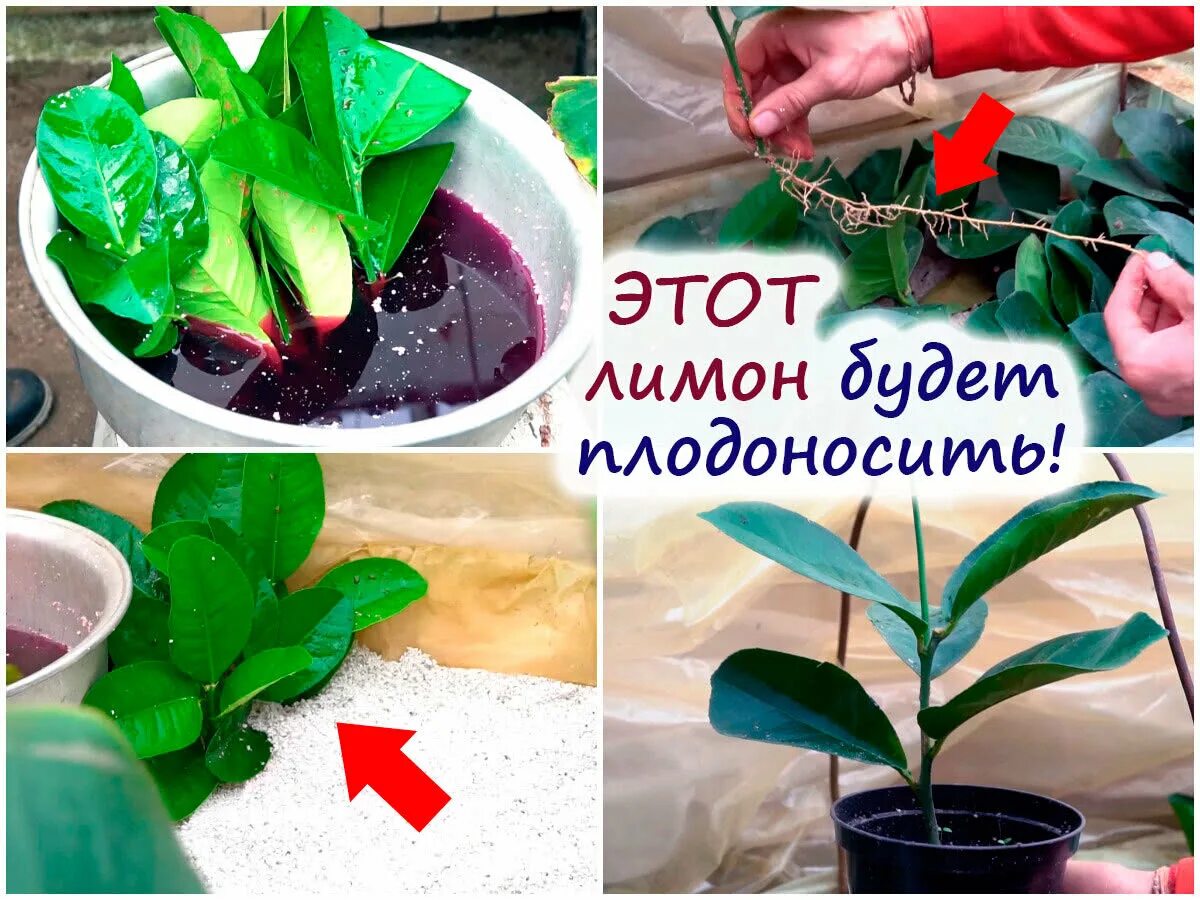 Как черенковать магнолию
