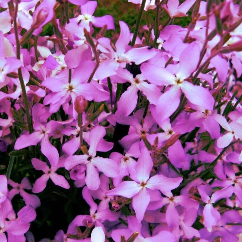 Цветы маттиола двурогая. Маттиола двурогая ночная фиалка. Маттиола лилак. Маттиола двурогая ночная фиалка. Маттиола двурогая ночная фиалка.