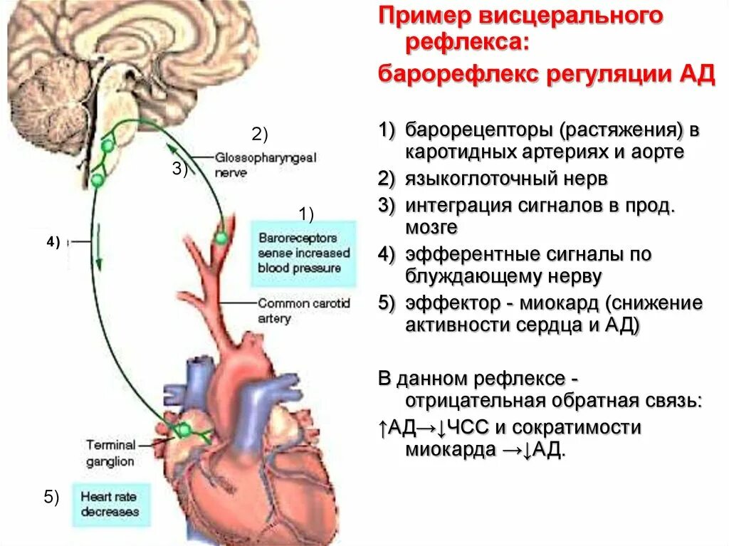 Рефлекс с барорецепторов дуги аорты и каротидного синуса. Барорецепторный рефлекс регуляции ад. Барорецепторный рефлекс физиология. Рефлекторная дуга регуляции ад. Рефлекторная регуляция кровяного давления