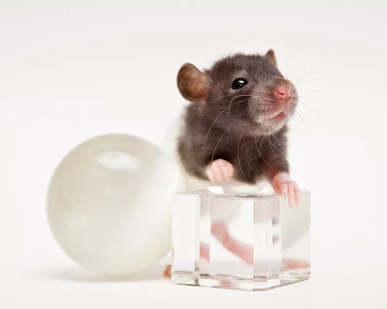 грызуны минск