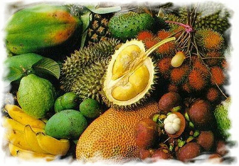 К чему снятся экзотические. Тропические фрукты Тайланда. Тропик фрукты. Тропические фрукты и пальмы. Тропические фрукты отдушка.
