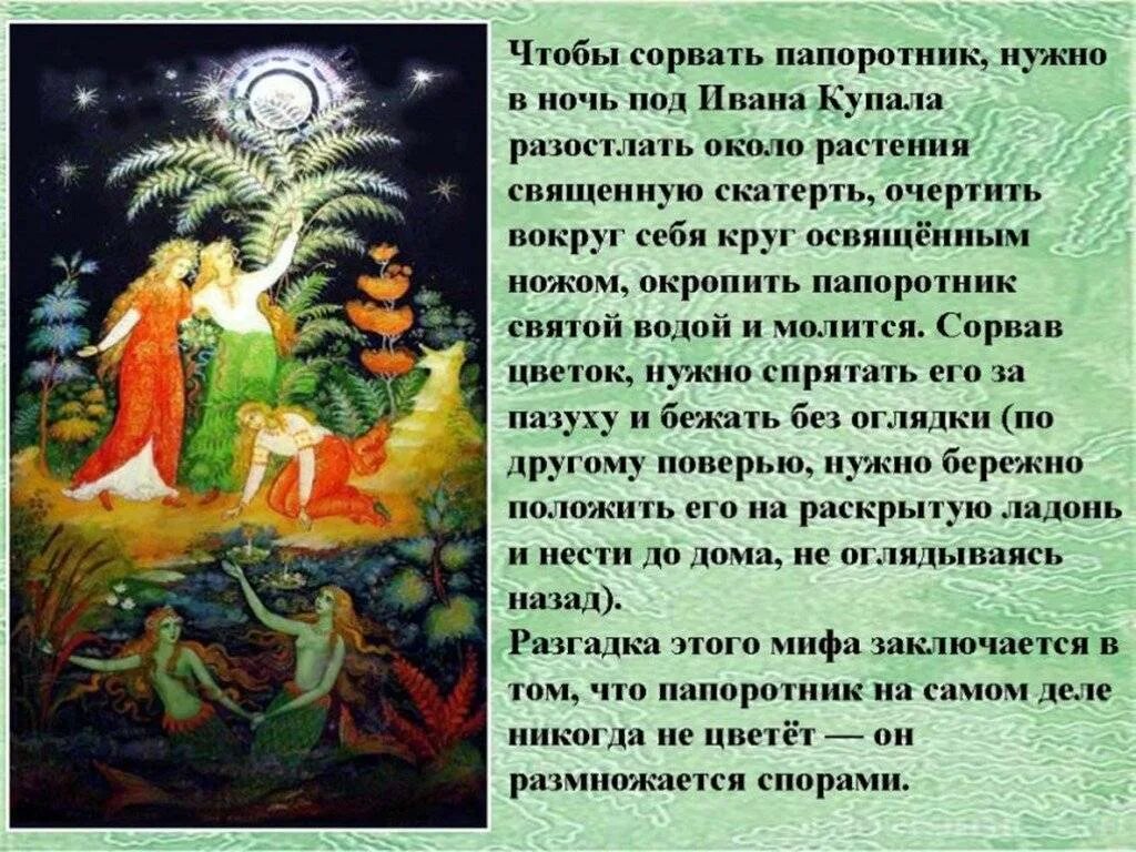 Легенда о папоротнике. Предание о папоротнике. Легенда о цветке папоротника. Обряды и поверья на Ивана Купала.