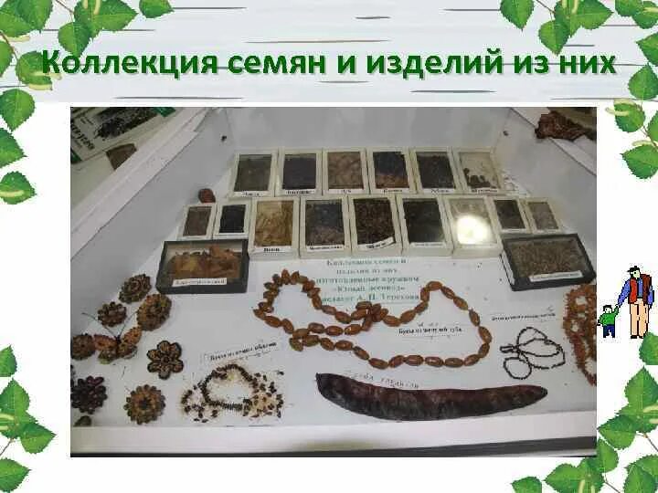 Собрал крупнейшую коллекцию семян культурных. Собрал крупнейшую коллекцию семян культурных