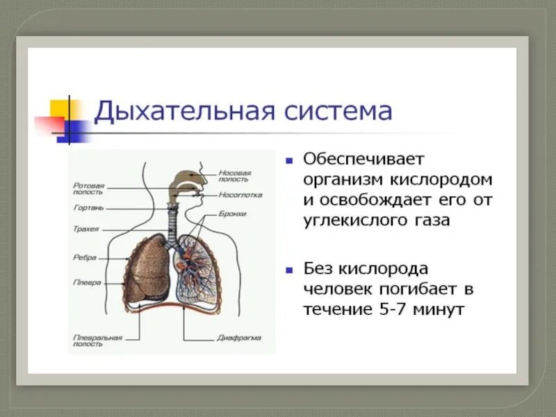 Дыхания 8 класс биология. Дыхание биология 8 класс. Картинки на тему дыхание для презентации. Диффузия в дыхании. Дыхания 8 класс биология.