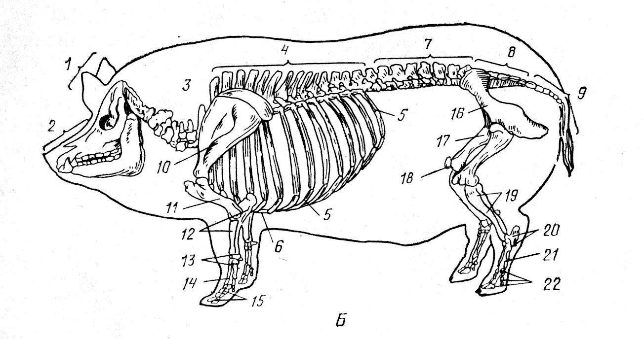 Скелетное строение свиньи. Скелет свиньи строение анатомия. Скелет крупного рогатого скота анатомия. Осевой скелет КРС.
