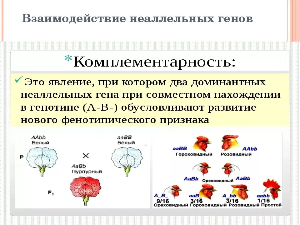 Сколько аллельных генов. Тип наследования комплементарность. Неаллельные гены комплементарность. Схема комплементарного взаимодействия генов. Взаимодействие аллельных генов схема.