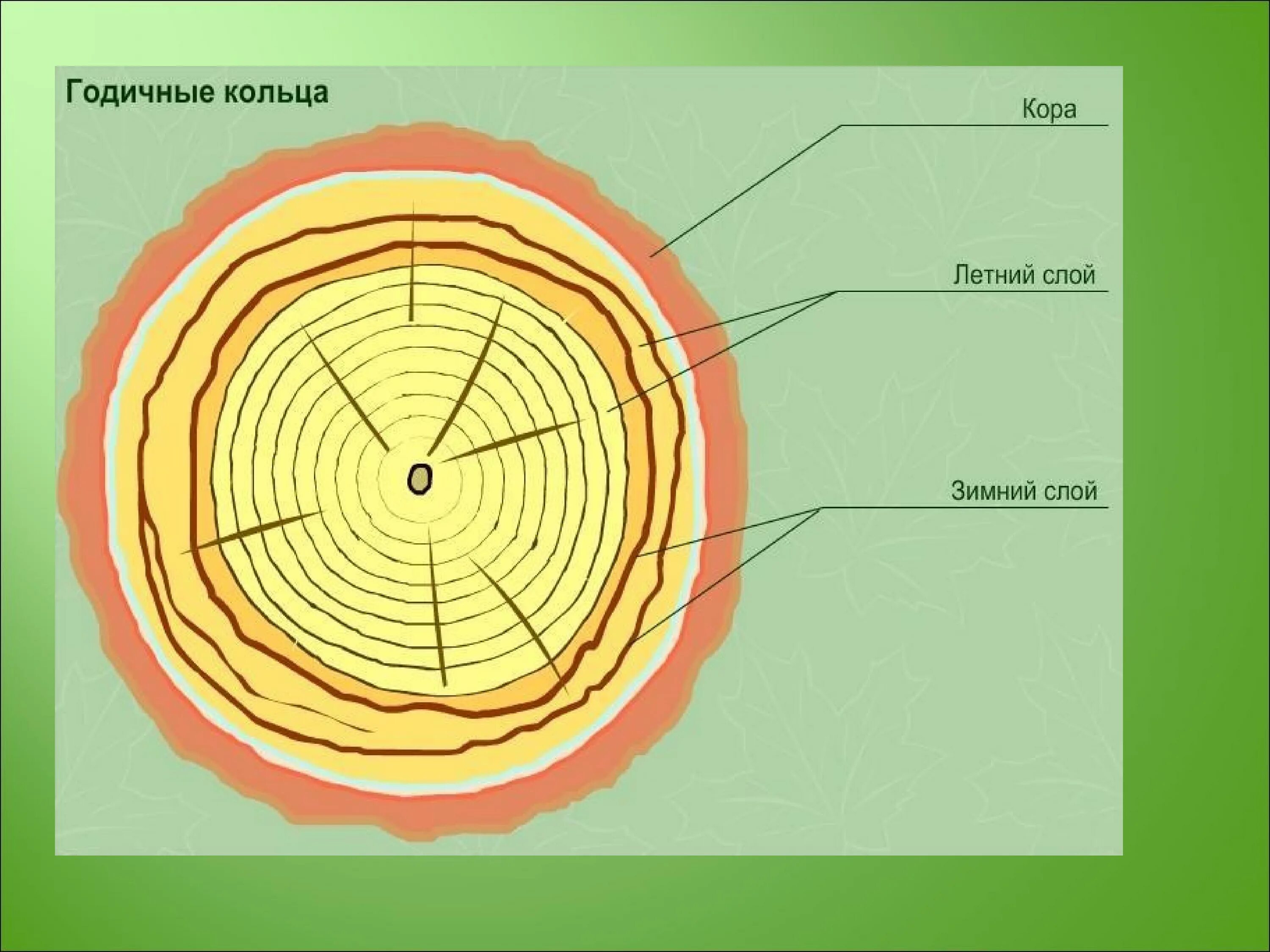 Древесные стебли образуются у. Годичные кольца древесины биология. Строение стебля годичные кольца. Годичные кольца древесины биология 6 класс. Годичные кольца древесины схема.