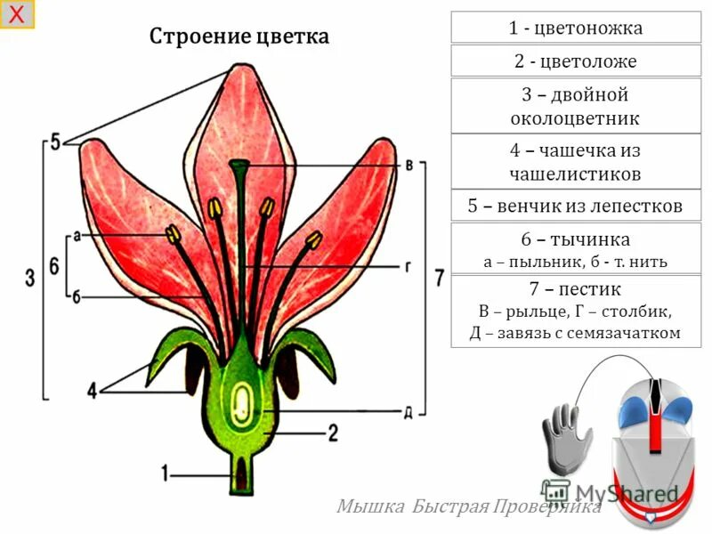 Растения семейства лилейные лилия. Тип симметрии околоцветника цветка. Строение цветка амариллиса. Актиноморфные и зигоморфные цветки. Строение актиноморфного цветка.