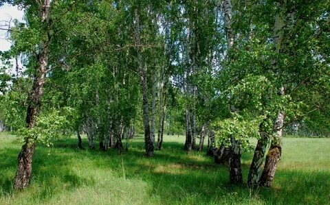 Березовая роща васюково