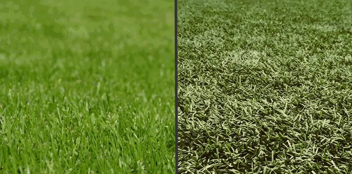 Grass поинты. Трава bahia grass. grass. сг. антирид grass. азелеит grass.