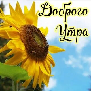 Подсолнухи картинки с надписями