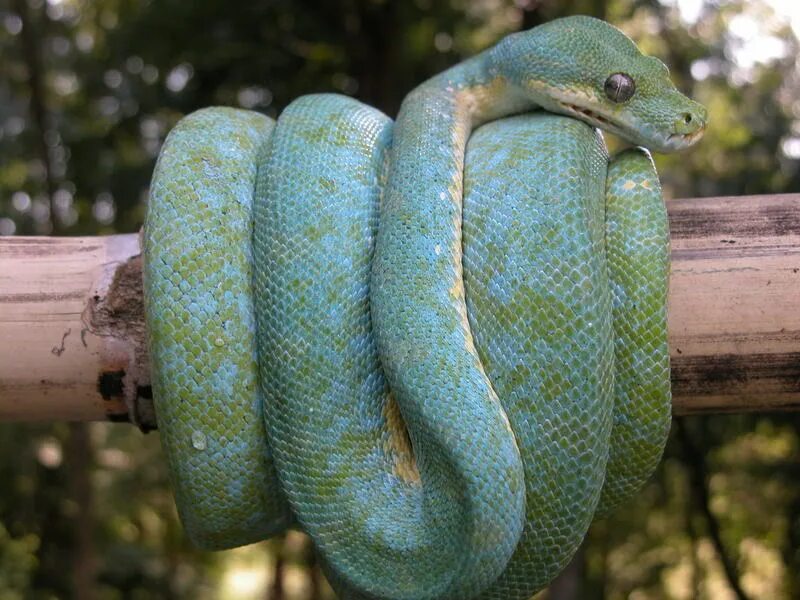 Про синюю змею. Зеленый питон голубой. Куфия змея. Голубой питон змея. Змея питон синяя.