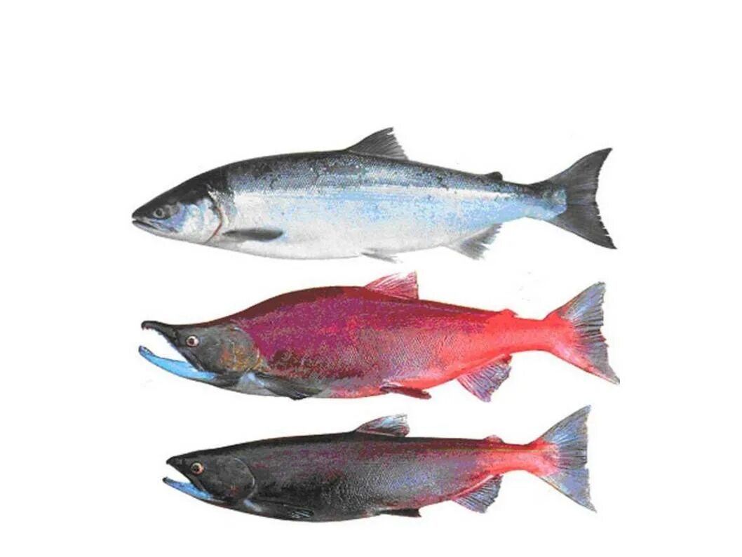 http://gallery.nanfa.org/d/72027-3/Sockeye_salmon+Strawberry+Reservoir+9-10-13+N
