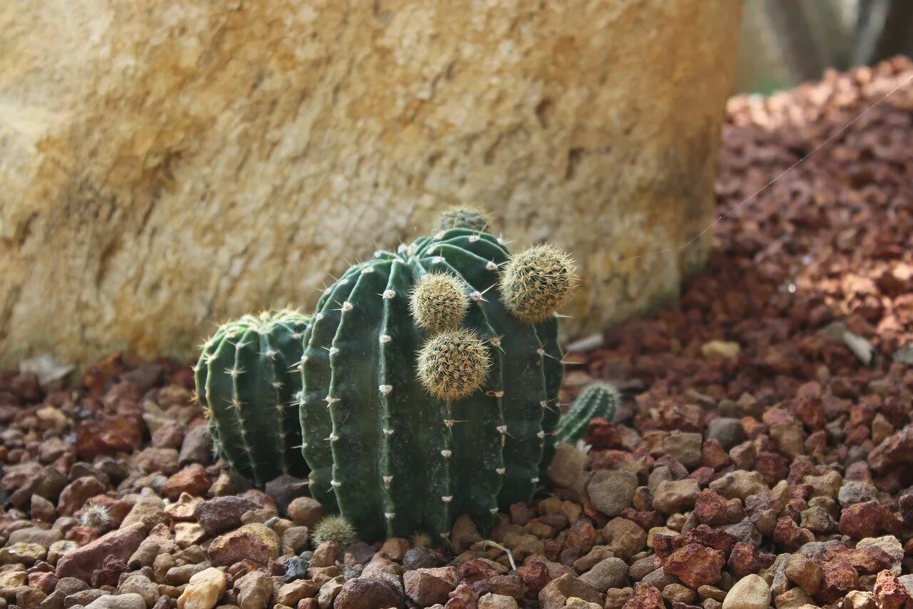 Cactus dg. Кактус опунция в пустыне. Кактус цереус микс. Кактус цереус скала. Кактус пустынь опунцию.