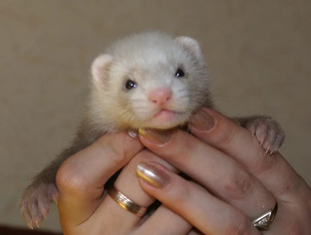 хорек фретка. хорёк домашний. детеныши хорьков. хорьки домашние. маленький хорек.