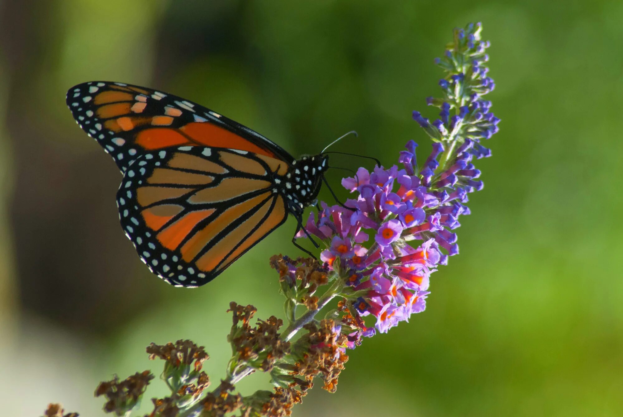 бабочки летом. лесные мотыльки фото. бабочка перламутровка большая лесная. лесные бабочки. мотыльки в лесу.