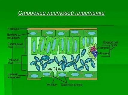 Какие ткани образуют листовую пластинку у сирени