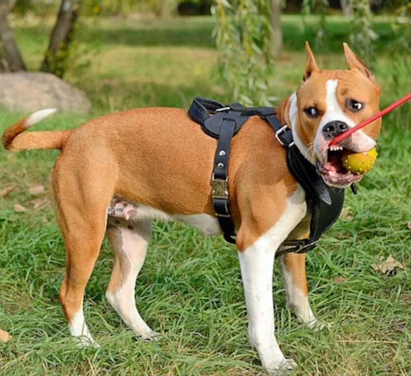 Как называется одевают на собак. Шлейка амстафф. Защитный воротник kruuse buster clic collar 30 см. Шлейка для собак. Как называется одевают на собак.