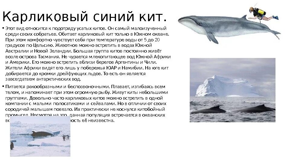 Физиологические признаки синего кита. Карликовый синий кит. Северный синий кит. Карликовый голубой кит. Карликовый синий кит фото.