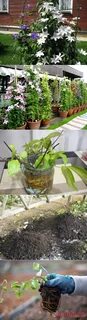 Клематис черенками осенью