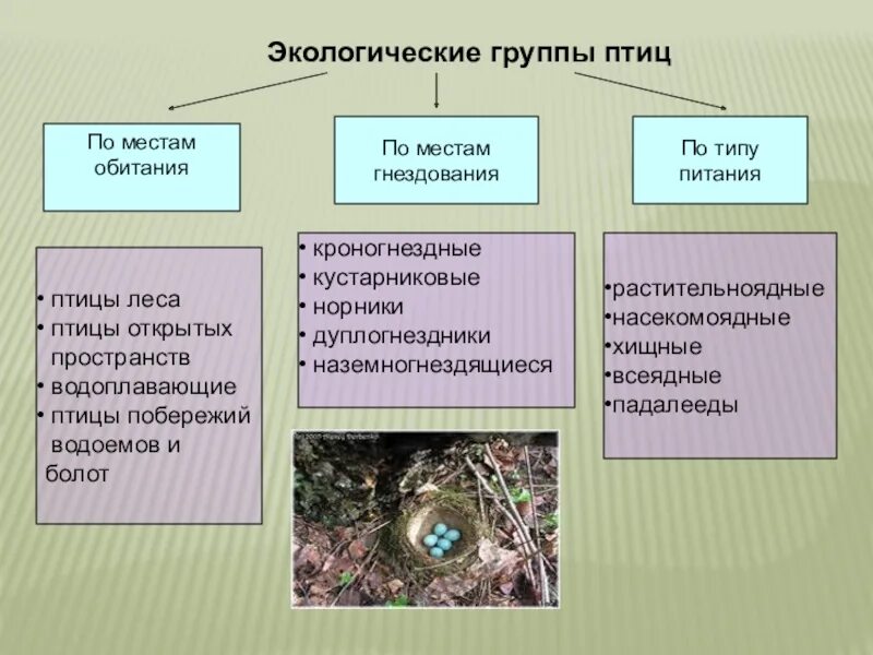 Группы птиц по месту обитания. Таблица экологические группы птиц 7 кл биология. Таблица экологическая группа экологические группы птиц. Таблица экологических групп птиц биология 7. Экологические группы птиц биология.