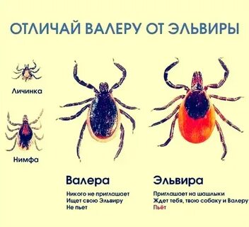 Клещи каких видов