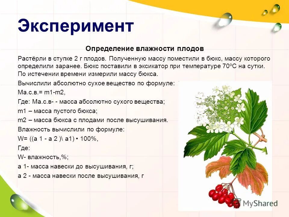 Можно ли калину при температуре. Можно ли калину при температуре. Можно ли калину при температуре. Калина лекарственное растение. Калина лекарственное растение.