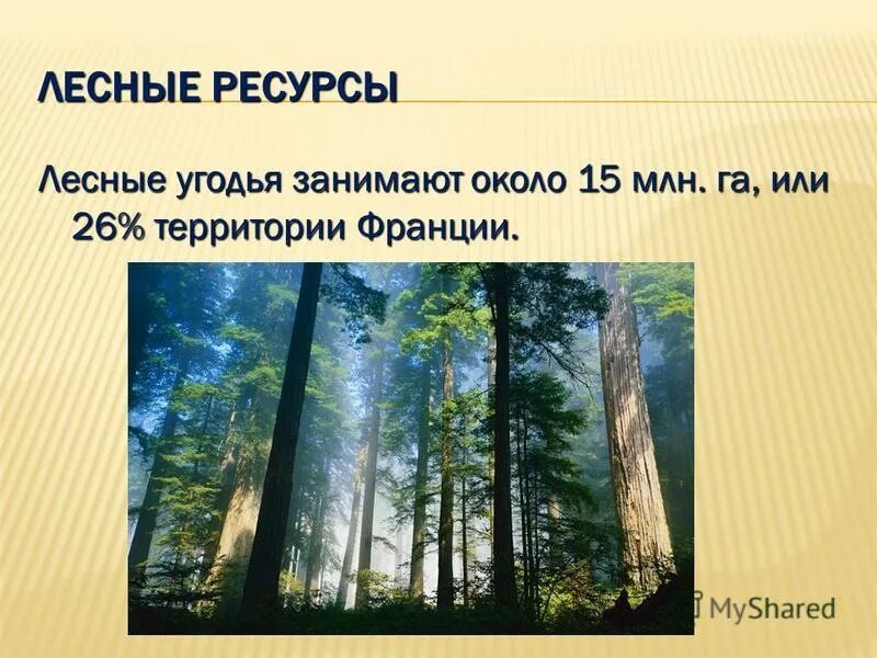 Помимо лесных богатств предложение. Лесные ресурсы франции кратко. лесные ресурсы это кратко. лесные богатства. лесные ресурсы франции таблица.