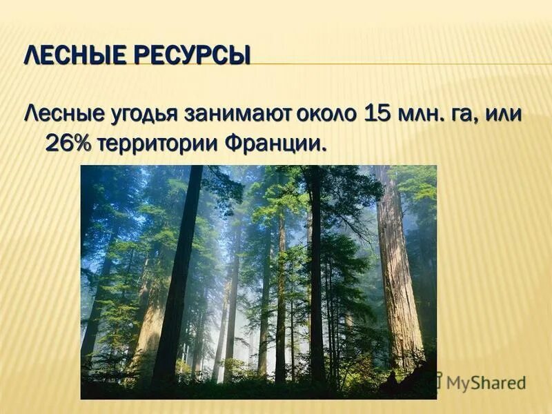 Лесные ресурсы Франции кратко. Лесные ресурсы это кратко. Лесные богатства. Лесные ресурсы Франции таблица.