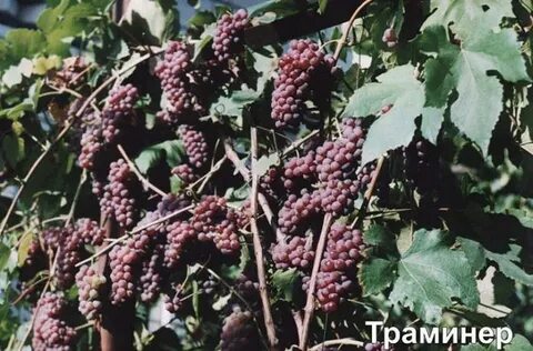 Виноград пино мичуринский
