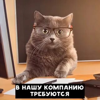 Солидный кот