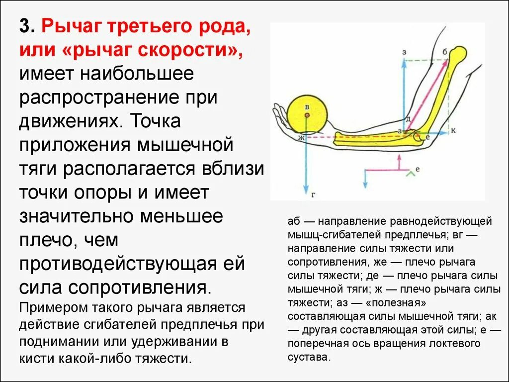 Первый род рычага. Рычаг 3 рода в биомеханике. Анатомические рычаги 1,2,3 рода. Рычаг 2 рода. Рычаг скорости анатомия.