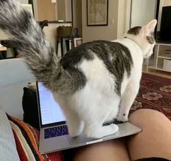 Want attention