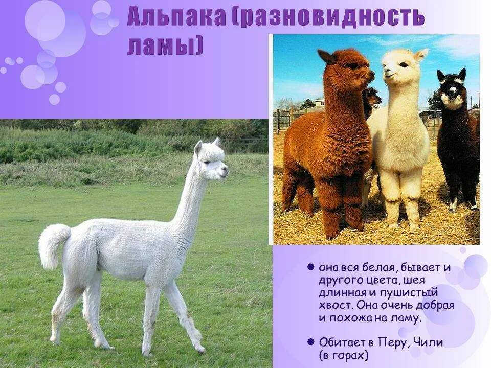 Факты о ламе. Тенгон лама. Загадка про ламу. Альпака сури. Стишок про ламу для детей.
