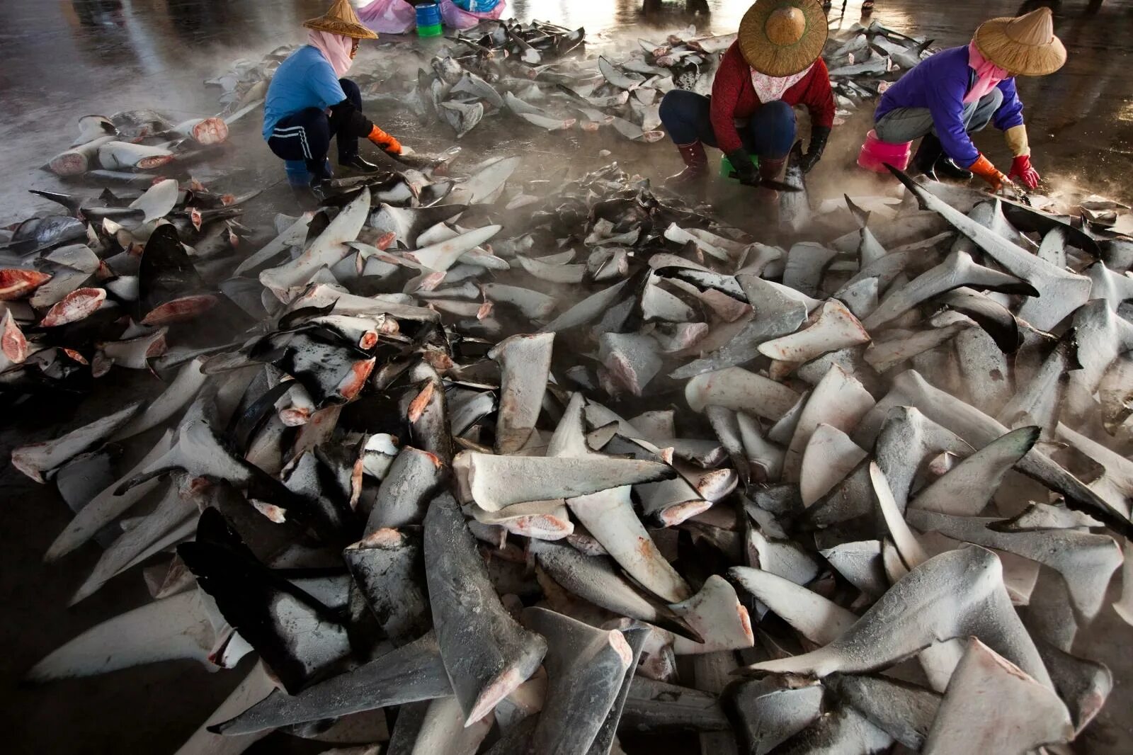 Погибло много рыбы. Добыча акульих плавников.