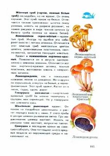 Информация о определителе