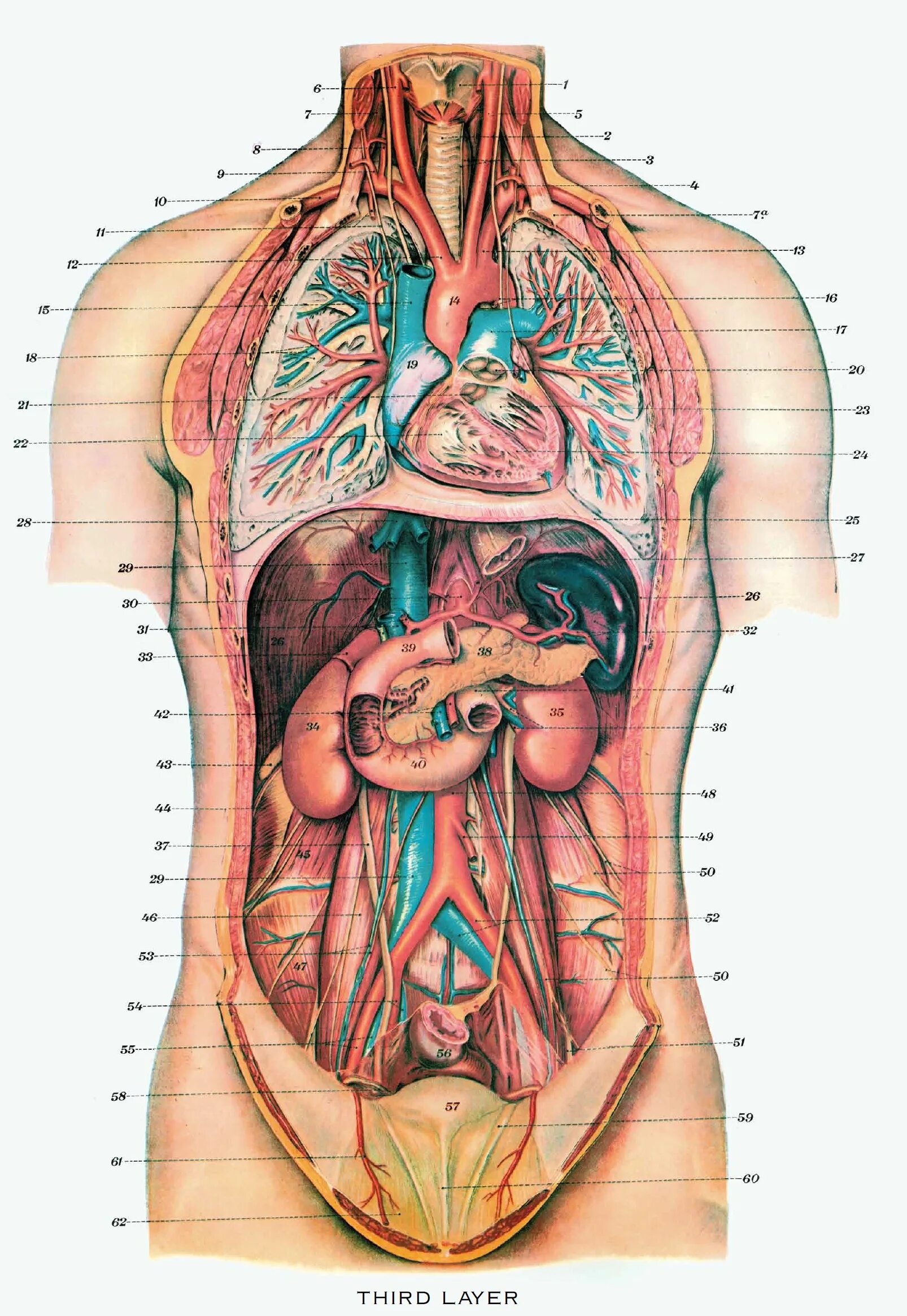 Внутреннее строение женщины. Внутренние органы женщины схема. Внутреннее строение женщины. Схема строения внутренних органов женщины. Анатомия человека внутренние органы брюшной полости женщины.