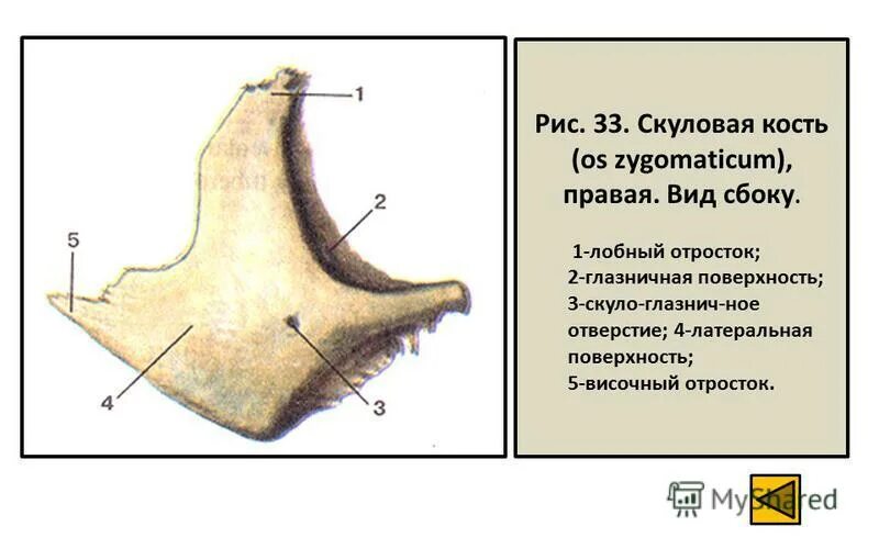 Анатомия скуловой кости