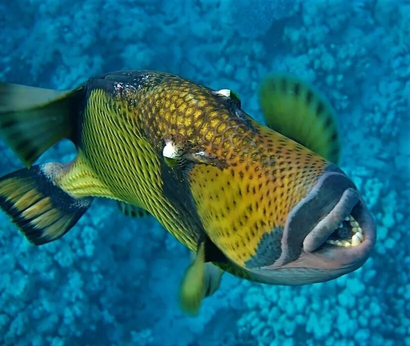 Опасные рыбы океанов. Голубопёрый балистод. Спинорог Титан рыба. Спинорог Титан триггер. Спинорог Пикассо Мальдивы.
