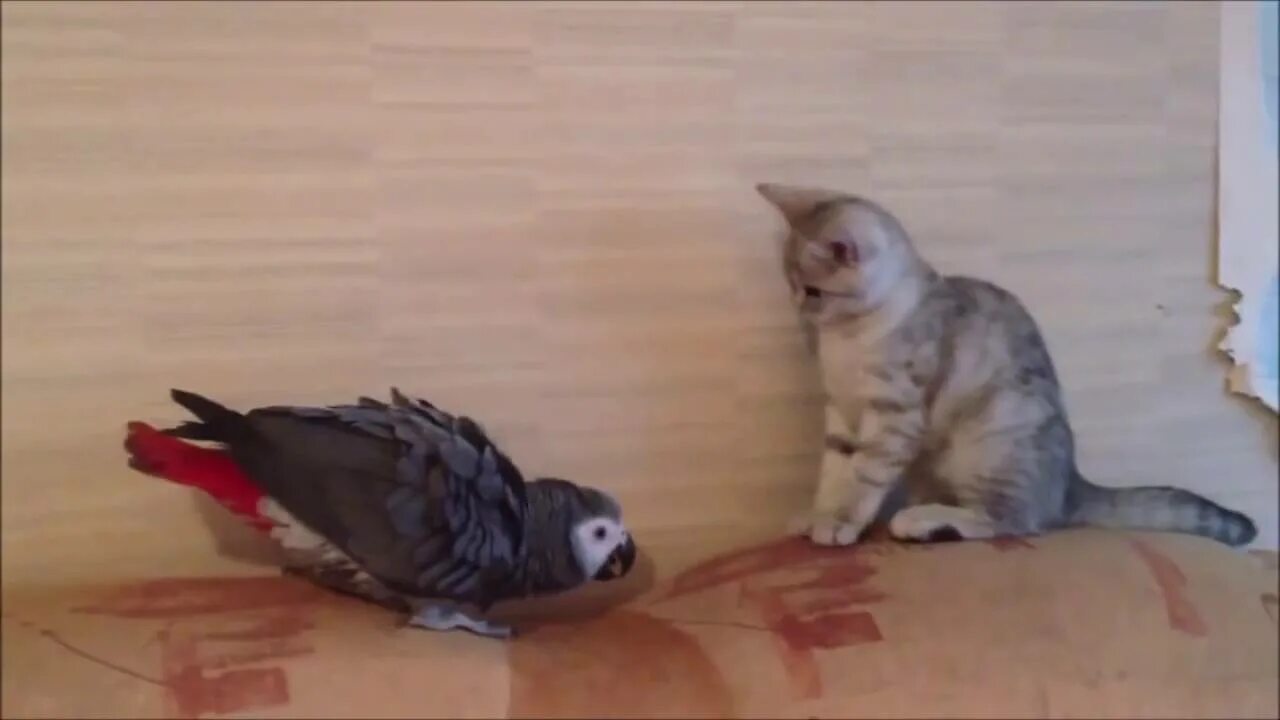 Смешные коты и попугаи. Кот и попугай. Попугай и кот видео. Забавные домашние животные. Попугай и кот видео.