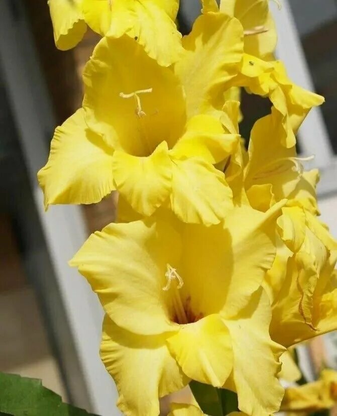 осень на урале. гладиолус алабама. жёлтые цветы вестники. форзиция и сакура. маки желтого цвета.