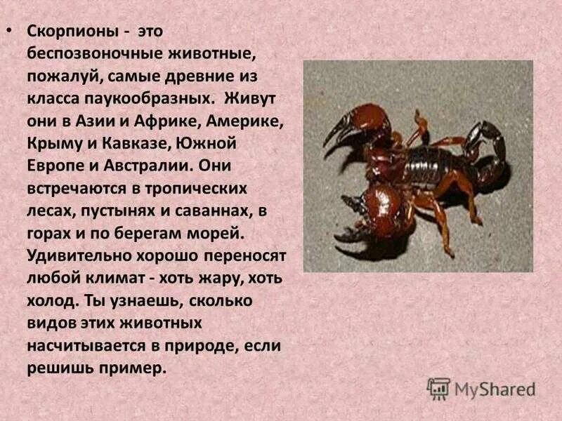 Скорпион какой класс животных. Скорпион какой класс животных