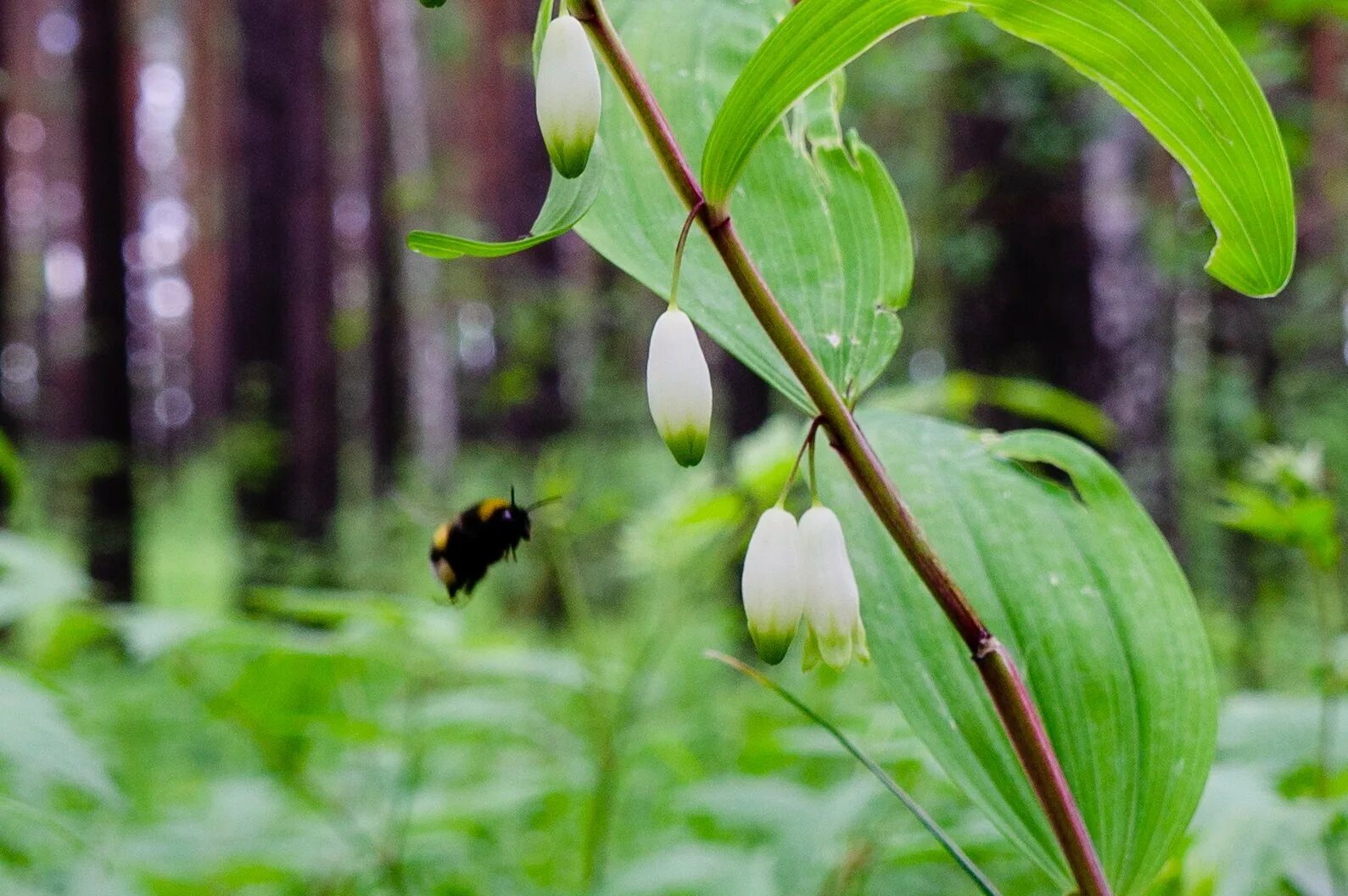 Жизненные формы растений трава подорожник. Ландыши шиповник. Convallaria majalis hofheim. Дикие растения названия. Шиповник книга.