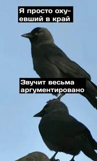 Сережа птица