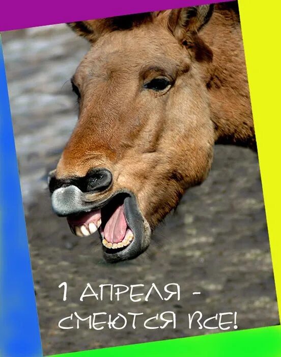 1 апреля 2014 будет. 1 апреля день смеха. с первым апреля. открытки с 1 апрелем прикольные шутки. поздравление с 1 апреля смешные.