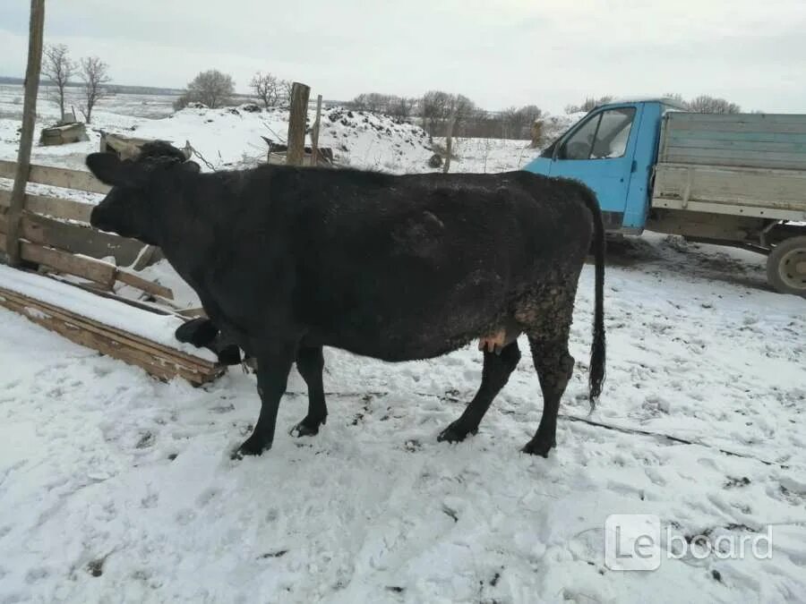 Животные сальске. Животные в городе Гуково. В Ростовской области Кольштейн корова. Продаётся стеленная тёлка , отёл в феврале ..в с Лавровка. Авит.ру Сальск животные.