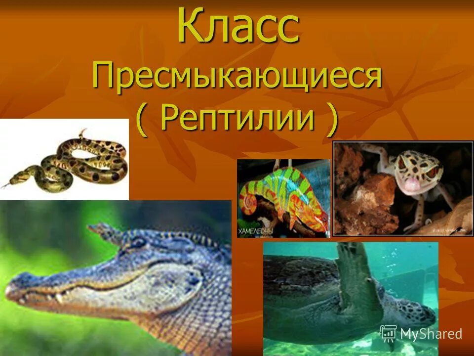 к классу пресмыкающихся относится. хвостовые. хордовые позвоночные систематика. характеристика отряда чешуйчатые змеи. отряд хвостатые отряд безногие бесхвостые таблица.